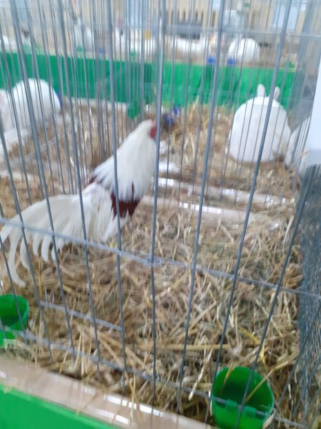  - 09 EXPOZITIA JUDETEANA GORJ 2020 -editia 5