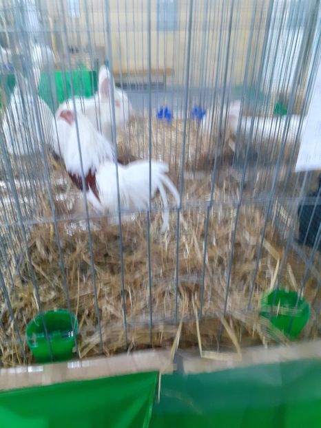  - 09 EXPOZITIA JUDETEANA GORJ 2020 -editia 5
