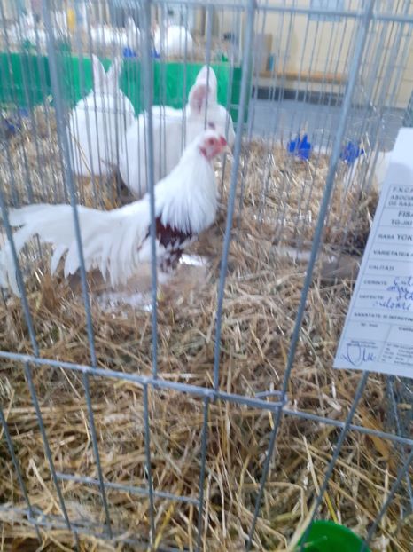  - 09 EXPOZITIA JUDETEANA GORJ 2020 -editia 5