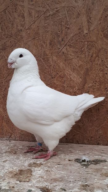 Masc 2018 - Matca AGH 2022