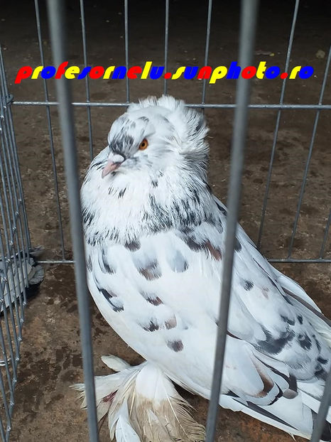 vândut Alba - Porumbei VÂNDUȚI
