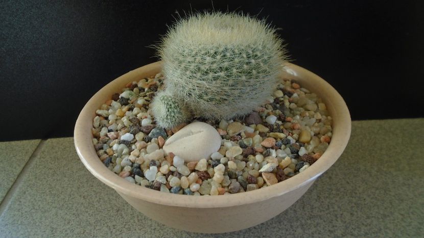 Brasilicactus graessneri (Parodia haselbergii ssp. graessneri) - Cactusi 2020 - catalogare 2