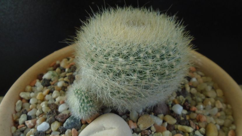 Brasilicactus graessneri (Parodia haselbergii ssp. graessneri) - Cactusi 2020 - catalogare 2