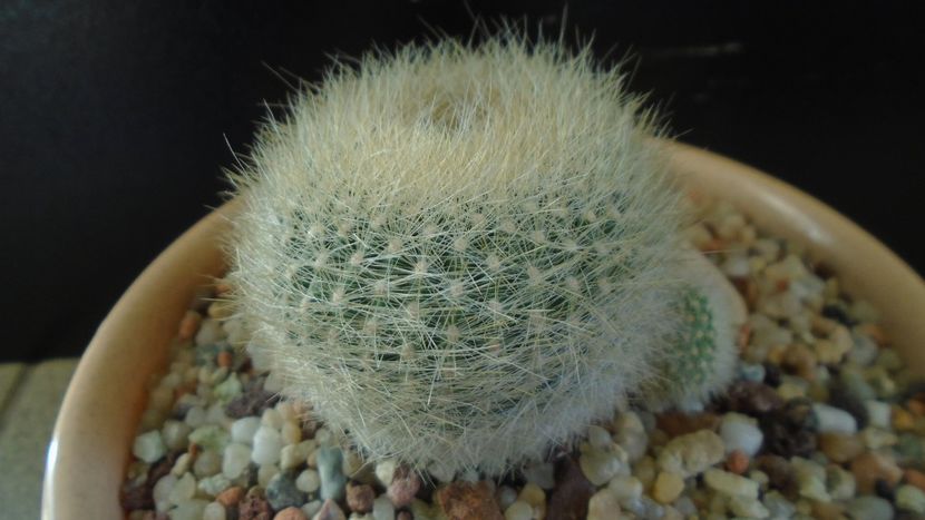 Brasilicactus graessneri (Parodia haselbergii ssp. graessneri) - Cactusi 2020 - catalogare 2