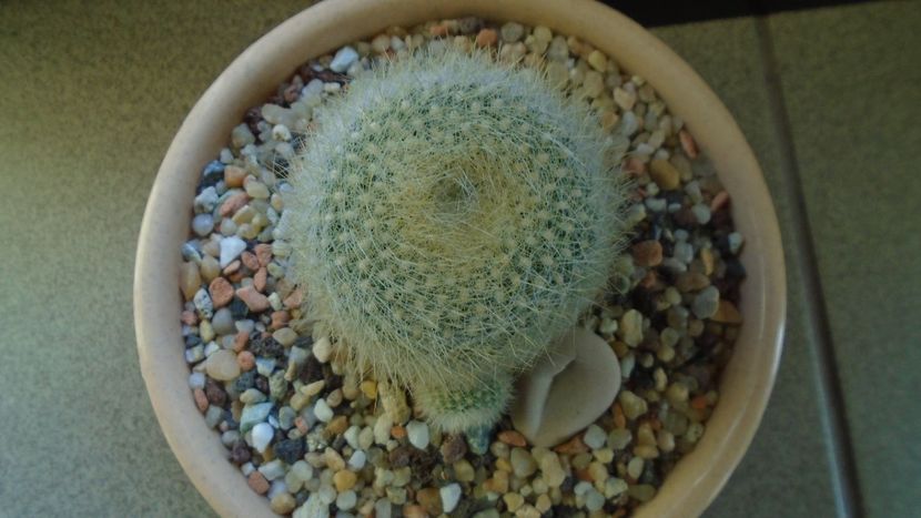 Brasilicactus graessneri (Parodia haselbergii ssp. graessneri) - Cactusi 2020 - catalogare 2