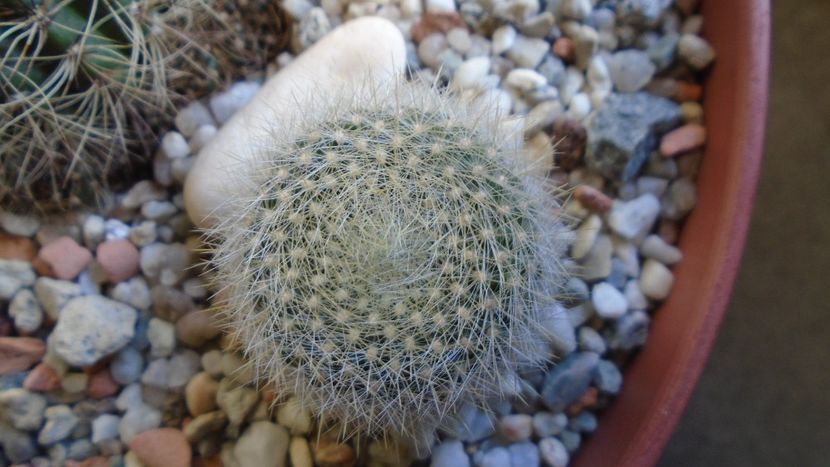Brasilicactus graessneri (Parodia haselbergii ssp. graessneri) - Cactusi 2020 - catalogare 2