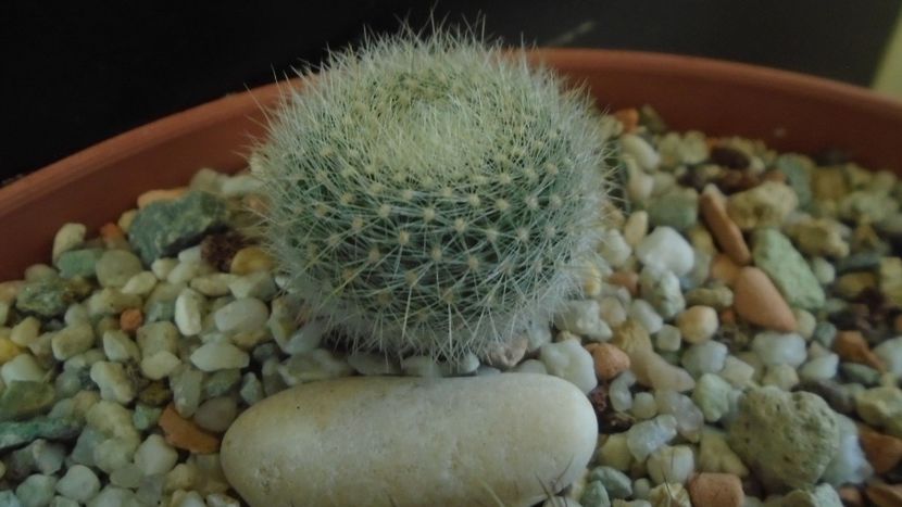 Brasilicactus graessneri (Parodia haselbergii ssp. graessneri) - Cactusi 2020 - catalogare 2