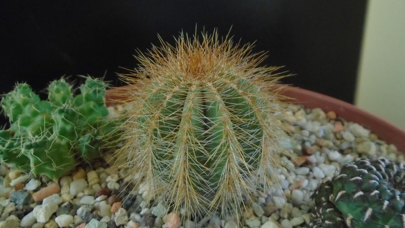 Notocactus (Parodia) magnificus - Cactusi 2020 - catalogare 2