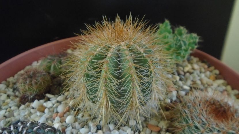 Notocactus (Parodia) magnificus - Cactusi 2020 - catalogare 2