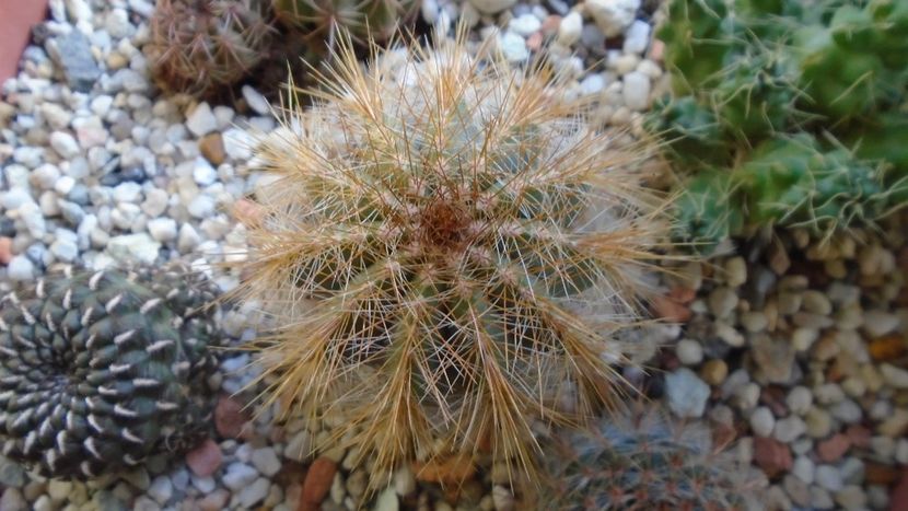 Notocactus (Parodia) magnificus - Cactusi 2020 - catalogare 2