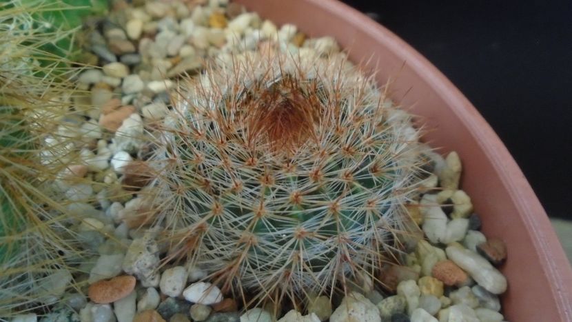 Notocactus schlosseri (Parodia erubescens) - Cactusi 2020 - catalogare 2