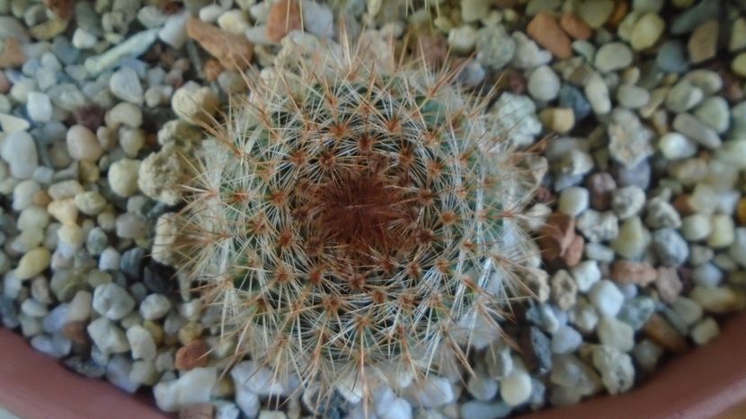 Notocactus schlosseri (Parodia erubescens) - Cactusi 2020 - catalogare 2