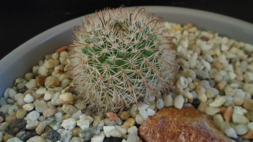 Parodia dichroacantha (Parodia microsperma) - Cactusi 2020 - catalogare 2