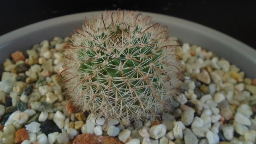 Parodia dichroacantha (Parodia microsperma) - Cactusi 2020 - catalogare 2