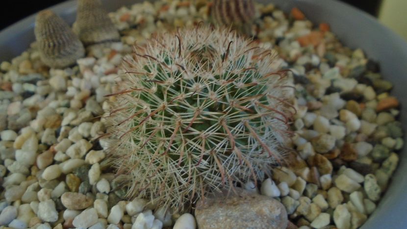 Parodia dichroacantha (Parodia microsperma) - Cactusi 2020 - catalogare 2