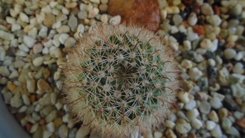 Parodia dichroacantha (Parodia microsperma) - Cactusi 2020 - catalogare 2