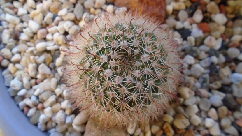Parodia dichroacantha (Parodia microsperma) - Cactusi 2020 - catalogare 2