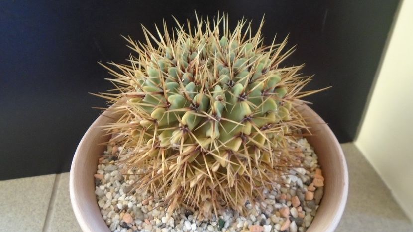 Notocactus buiningii (Parodia buiningii) - Cactusi 2020 - catalogare 2