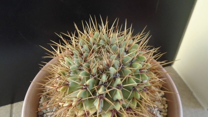 Notocactus buiningii (Parodia buiningii) - Cactusi 2020 - catalogare 2