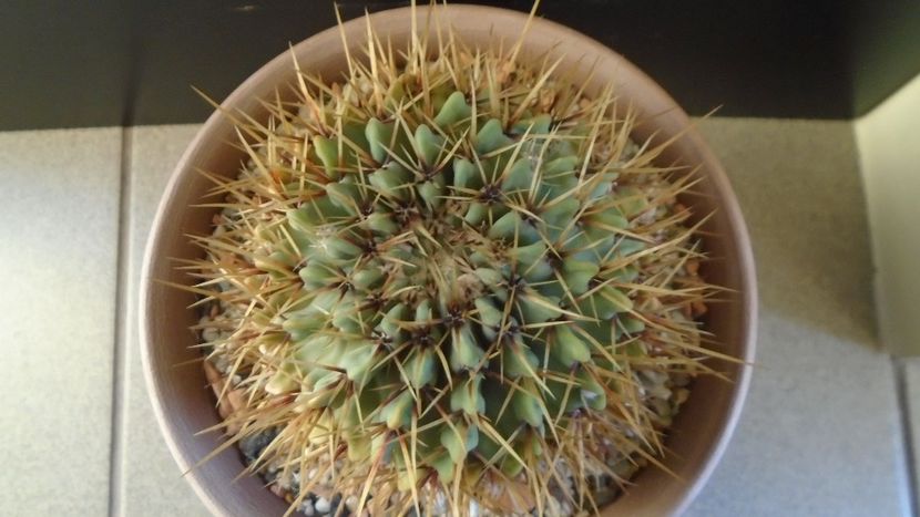 Notocactus buiningii (Parodia buiningii) - Cactusi 2020 - catalogare 2
