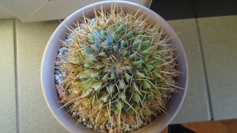 Notocactus buiningii (Parodia buiningii) - Cactusi 2020 - catalogare 2