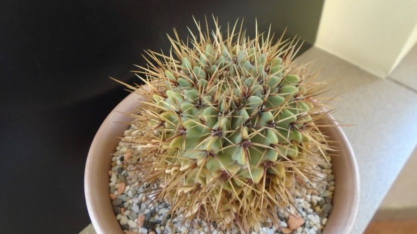 Notocactus buiningii (Parodia buiningii) - Cactusi 2020 - catalogare 2