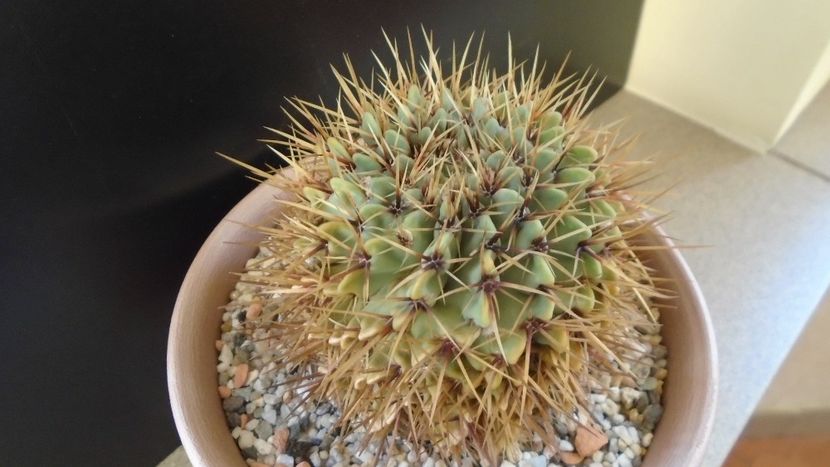 Notocactus buiningii (Parodia buiningii) - Cactusi 2020 - catalogare 2