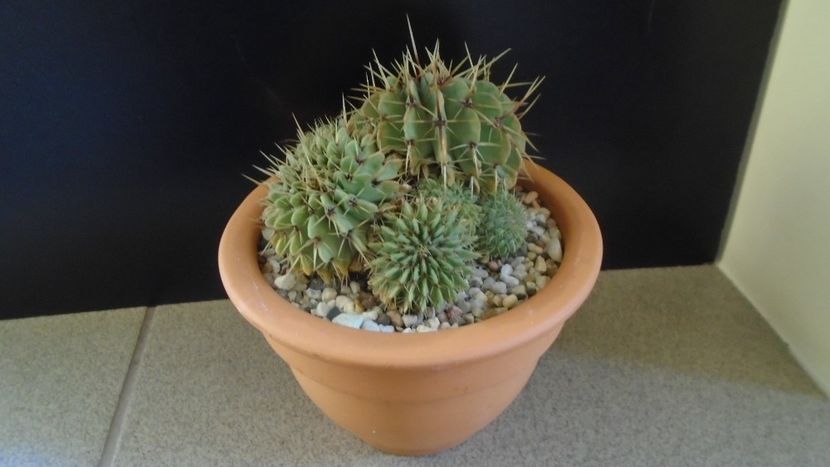 Notocactus buiningii (Parodia buiningii) - Cactusi 2020 - catalogare 2