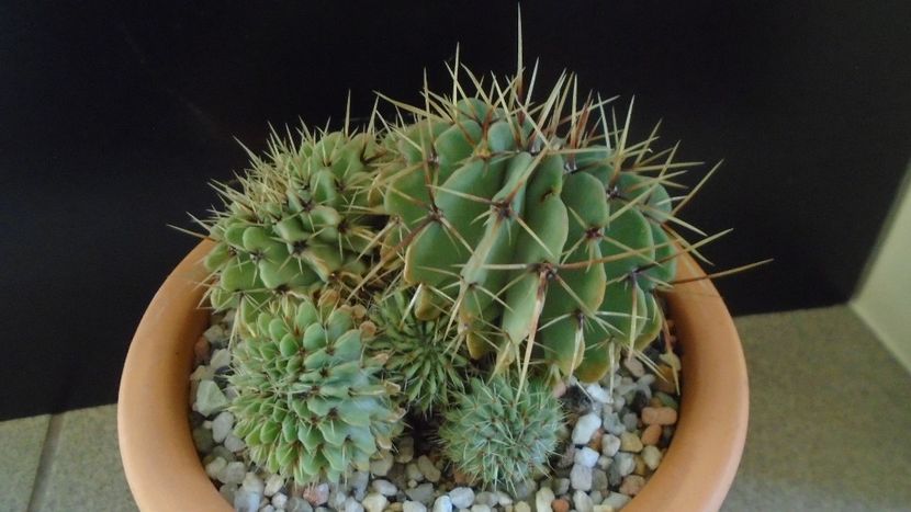 Notocactus buiningii (Parodia buiningii) - Cactusi 2020 - catalogare 2