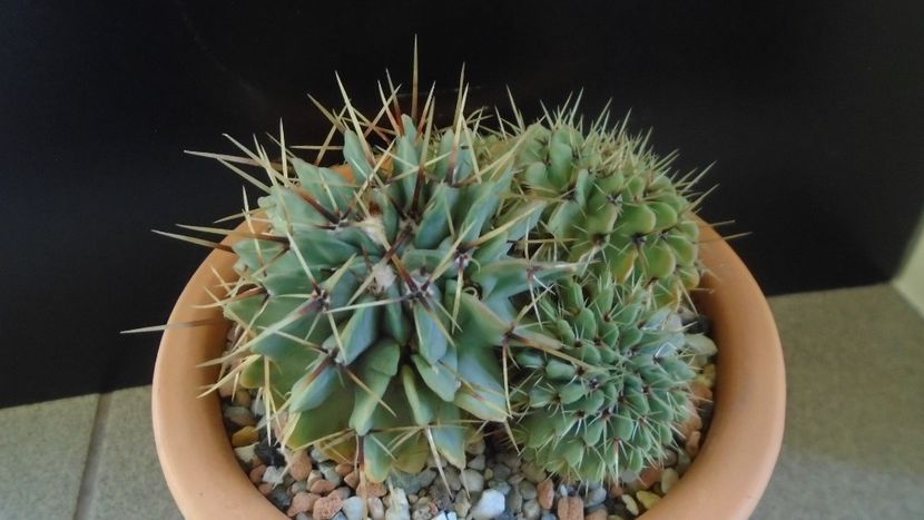 Notocactus buiningii (Parodia buiningii) - Cactusi 2020 - catalogare 2