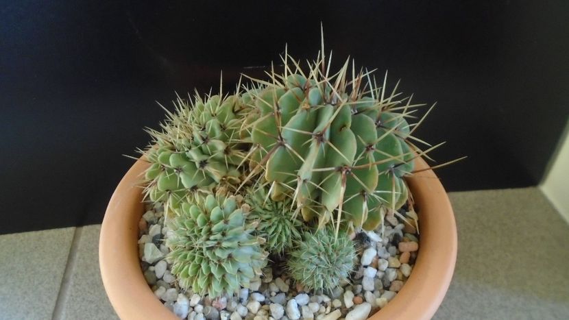Notocactus buiningii (Parodia buiningii) - Cactusi 2020 - catalogare 2