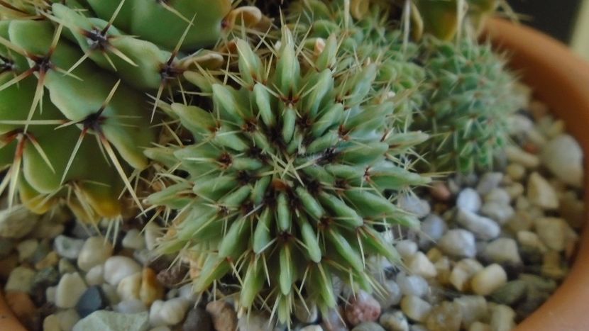 Notocactus buiningii (Parodia buiningii) - Cactusi 2020 - catalogare 2