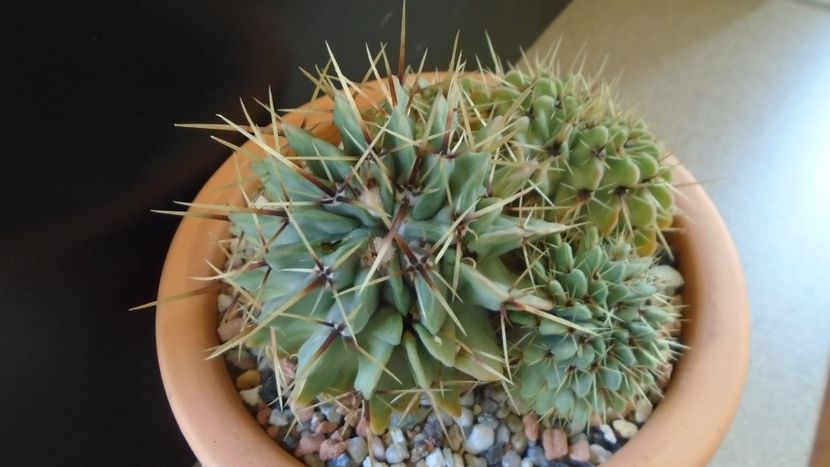 Notocactus buiningii (Parodia buiningii) - Cactusi 2020 - catalogare 2