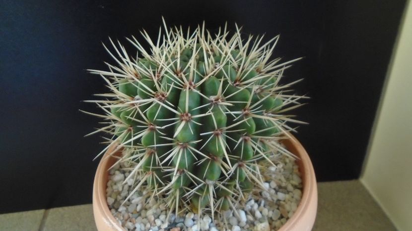 Notocactus mammulosus (Parodia mammulosa) - Cactusi 2020 - catalogare 2