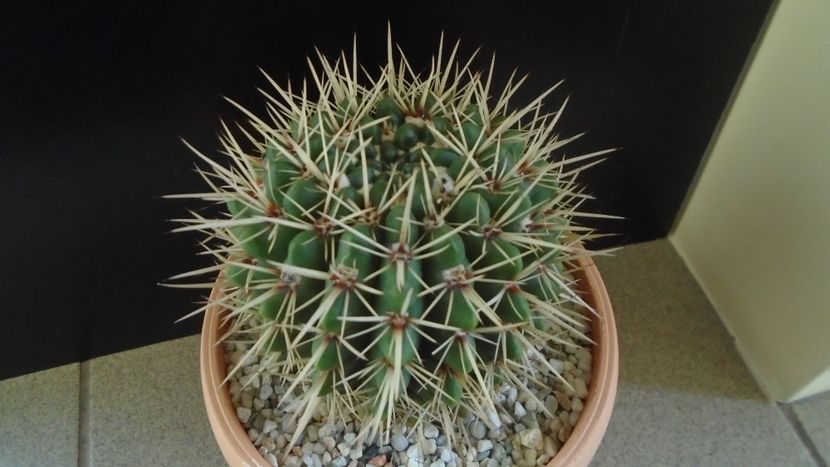 Notocactus mammulosus (Parodia mammulosa) - Cactusi 2020 - catalogare 2