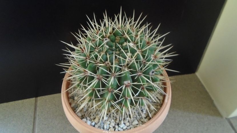 Notocactus mammulosus (Parodia mammulosa) - Cactusi 2020 - catalogare 2