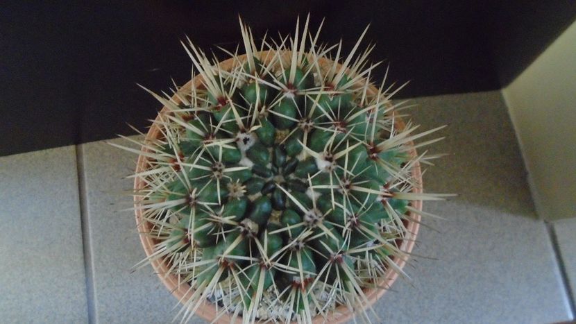 Notocactus mammulosus (Parodia mammulosa) - Cactusi 2020 - catalogare 2