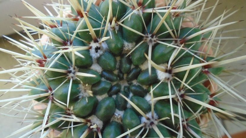 Notocactus mammulosus (Parodia mammulosa) - Cactusi 2020 - catalogare 2