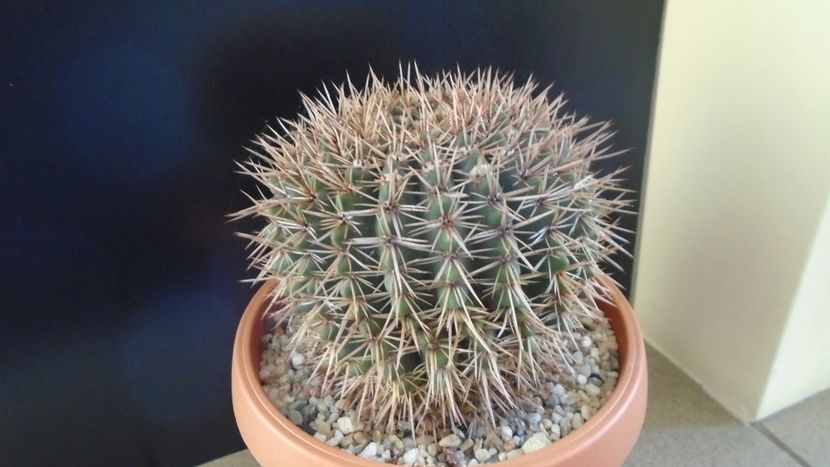 Notocactus bommeljei (Parodia tabularis ssp. bommeljei) - Cactusi 2020 - catalogare 2
