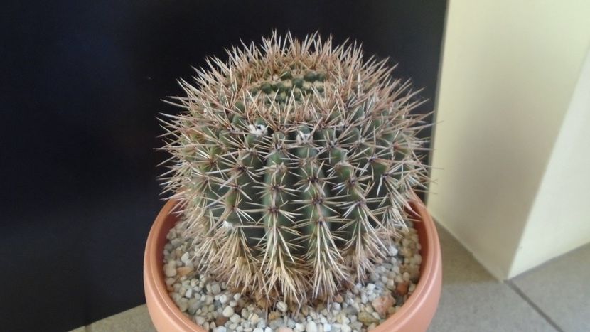 Notocactus bommeljei (Parodia tabularis ssp. bommeljei) - Cactusi 2020 - catalogare 2