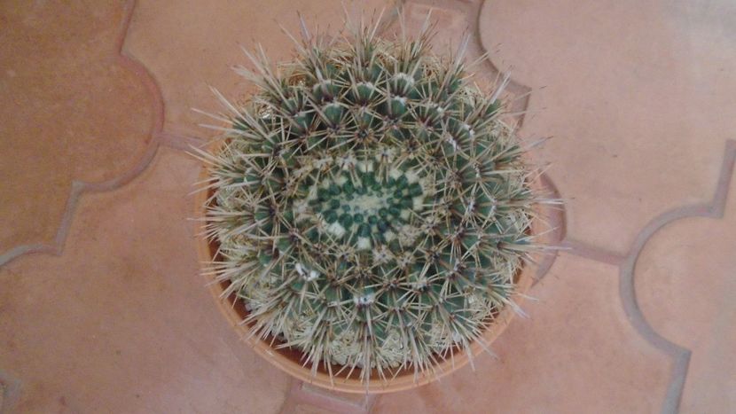 Notocactus bommeljei (Parodia tabularis ssp. bommeljei) - Cactusi 2020 - catalogare 2