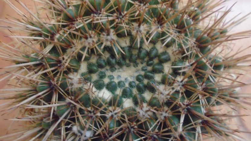 Notocactus bommeljei (Parodia tabularis ssp. bommeljei) - Cactusi 2020 - catalogare 2
