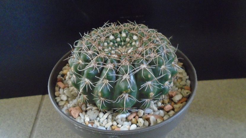 Notocactus uebelmannianus (Parodia werneri) - Cactusi 2020 - catalogare 2