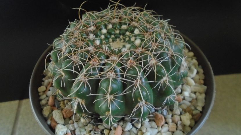 Notocactus uebelmannianus (Parodia werneri) - Cactusi 2020 - catalogare 2