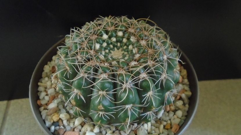 Notocactus uebelmannianus (Parodia werneri) - Cactusi 2020 - catalogare 2