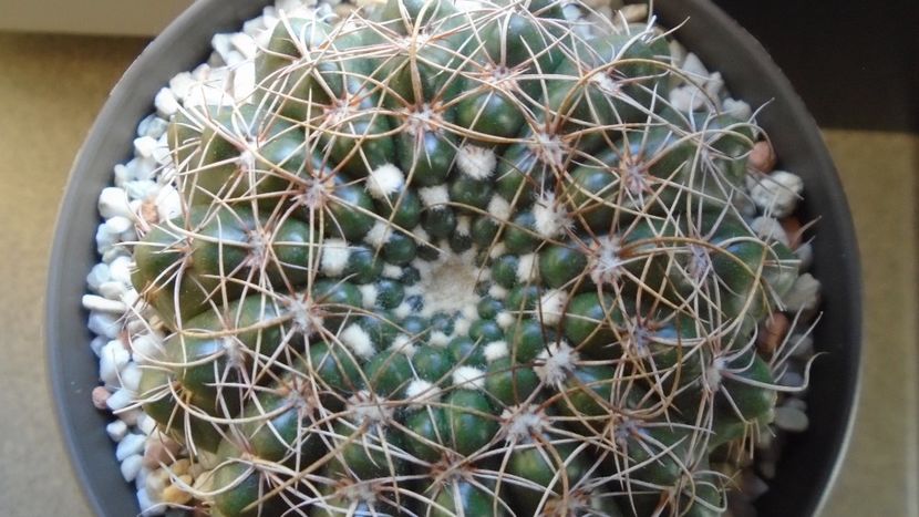 Notocactus uebelmannianus (Parodia werneri) - Cactusi 2020 - catalogare 2