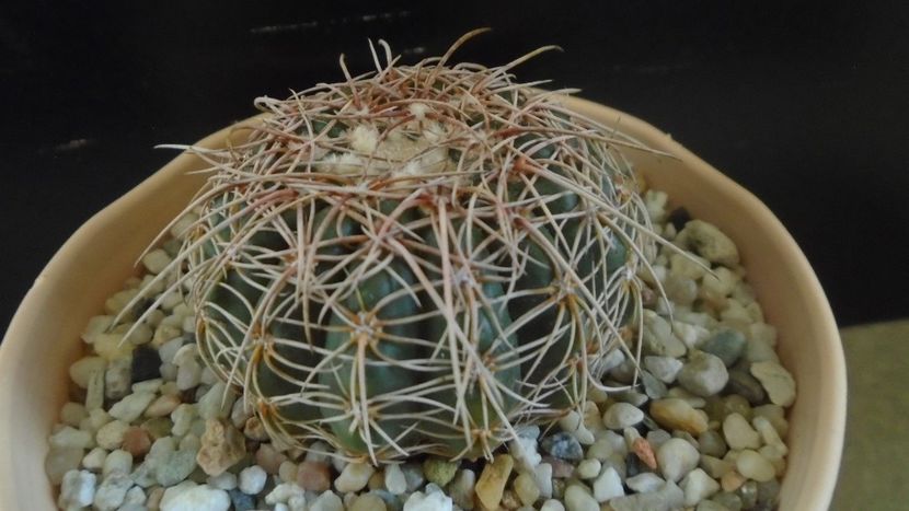Notocactus concinnus (Parodia concinna) - Cactusi 2020 - catalogare 2