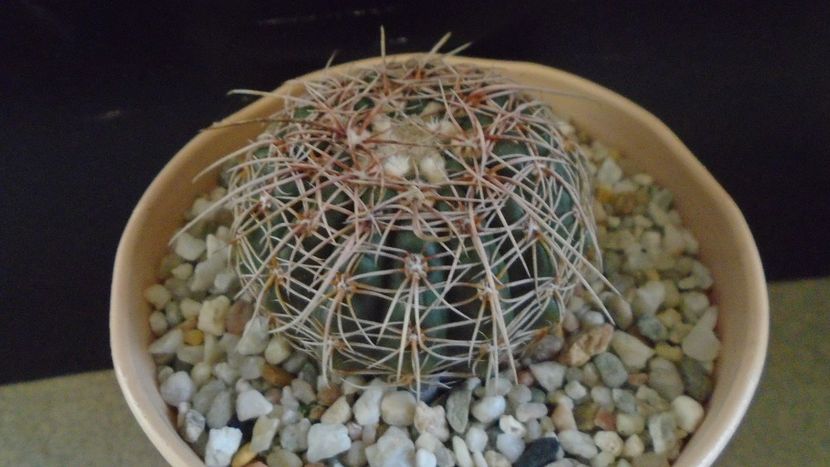 Notocactus concinnus (Parodia concinna) - Cactusi 2020 - catalogare 2