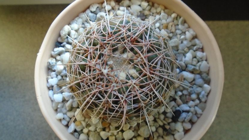 Notocactus concinnus (Parodia concinna) - Cactusi 2020 - catalogare 2