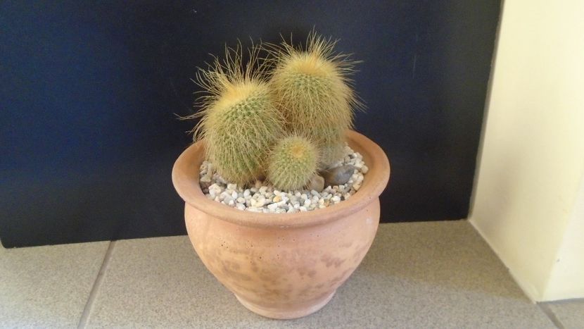 Notocactus leninghausii (Parodia leninghausii) - Cactusi 2020 - catalogare 2